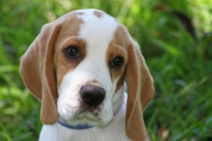 beagle-puppy-3-400-300x200.jpg