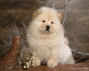 chow_chow_dog_wallpaper_85044.jpg