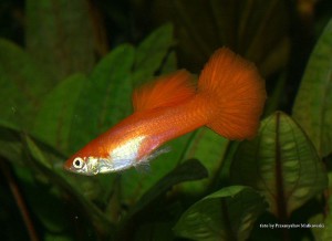 800px-guppy_red_male.jpg